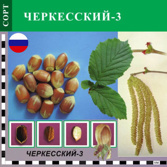 Фундук краснодарский край. Фундук сорт Черкесский. Фундук Черкесский 2. Фундук сорт Черкесский-2. Лещина (фундук): Черкесский.