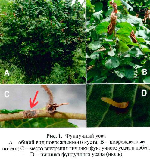 повреждение фундука орешниковым усачем