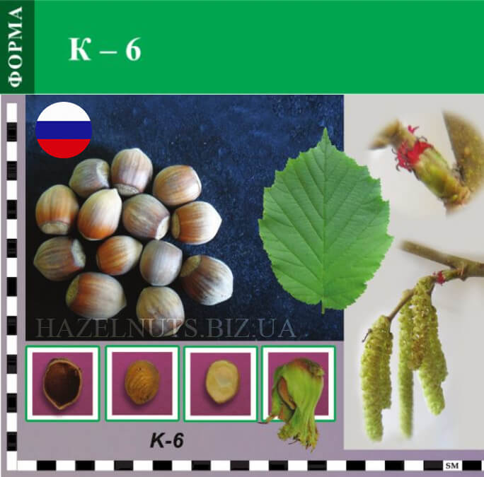 фото фундук форма К-6