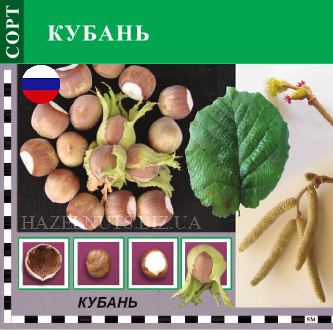 фото фундук сорт Кубань