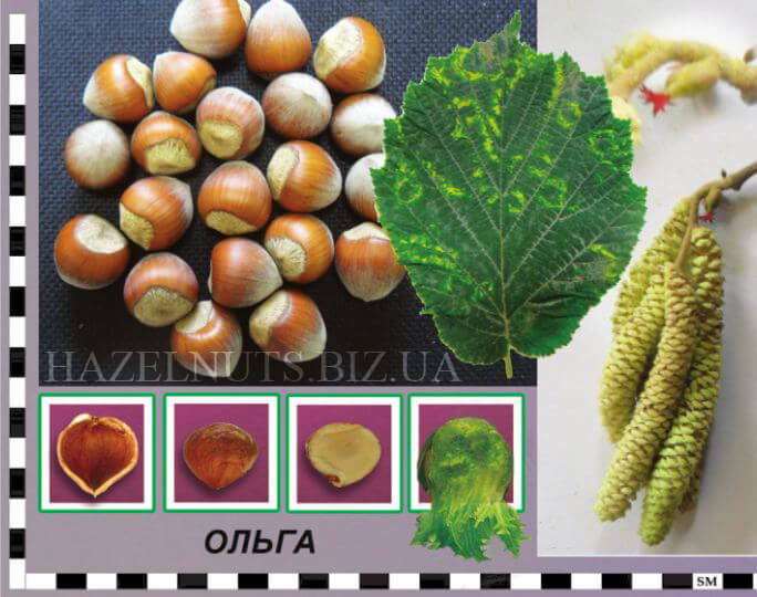 фундук форма Ольга