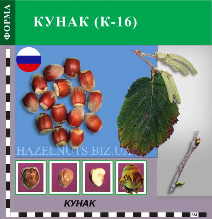 фото фундук Кунак