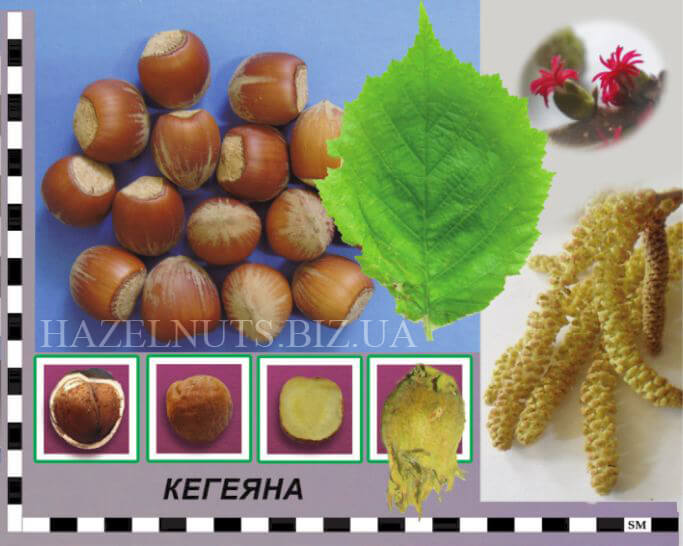фундук форма Кегеяна