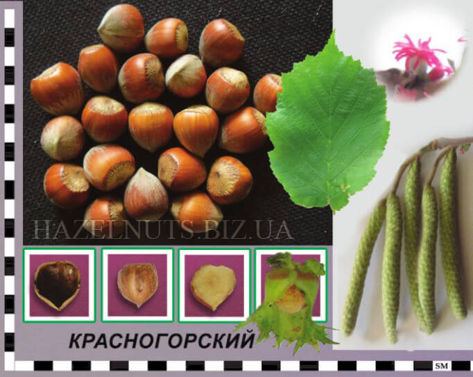 фундук форма Красногорский