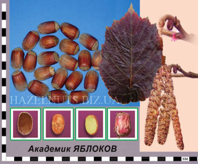 фундук сорт Академик Яблоков