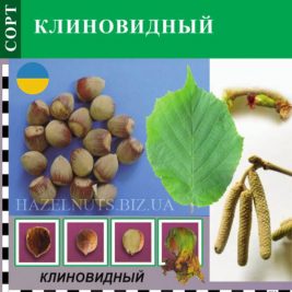 фото фундук Клиновидный