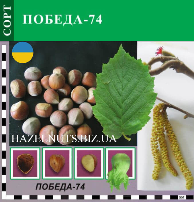 Победа с лесным орехом. Победа с фундуком. Лещина Фертиль де кутар. Описание сорта фундука Руслан. Фундук Олимп описание сорта.